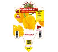 1 PIANTA IN VASO Ø14CM PEPERONCINO ULTRA PICCANTE TRINIDAD SCORPION G. ORTOMIO