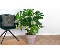 1 Pianta Monstera Deliciosa P17h65
