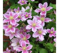 1 Pianta rampicante resistente in vaso, con fiori grandi rosa, di tipo Clematis.