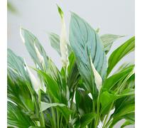 1 PIANTA SPATHIPHYLLUM BELLINI IN CIOTOLA DA 23CM, PIANTE DA INTERNO