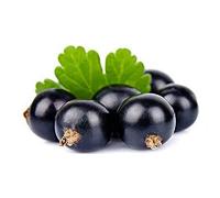 1 PIANTE DI RIBES NERO TITANIA PIANTA DA FRUTTO