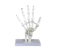 1 pz 1:1 Grande scheletro umano medico Ossa del piede Modello anatomico Piede e caviglia con osso del tibia Modello anatomico Anatomia di Grey(Palm 1PC)