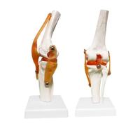 1 pz 1:1 Modello anatomico dell'articolazione del Ginocchio Umano Adulto a grandezza Naturale risorse didattiche for la Scienza Medica Forniture didattiche for l'anatomia Dropshipping