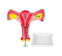 1 pz 1:1 Utero Femminile Umano Ovaio Tube di Falloppio Modello anatomico Anatomia Umana Modello Strumenti didattici