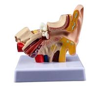 1 pz 1,5 Volte Le Dimensioni Reali dell'orecchio Umano Modello anatomico Organo Forniture didattiche Professionali