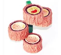 1 pz 4-Stadi Arteria Umana Vaso Sanguigno Modello Anatomico Risorse Didattiche di Scienze Mediche Dropshipping