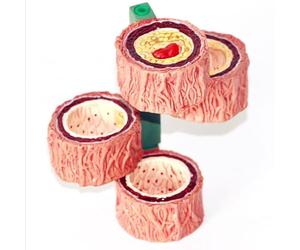 1 pz 4-Stadi Arteria Umana Vaso Sanguigno Modello Anatomico Risorse Didattiche di Scienze Mediche Dropshipping