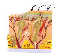 1 pz 50X modello ingrandito tridimensionale della pelle umana anatomia biologia ausilio didattico forniture di laboratorio