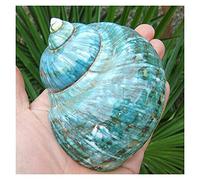 1 pz 9-12 cm Grande Verde Turbo Naturale raro Vera Conchiglia di Mare Conchiglia casa Acquario Decorazione Marina Fai da Te Conchiglia Matrimonio Festival Festa casa Ornamenti Conchiglia Decorazione
