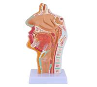 1 Pz Modello Anatomico Della Cavità Nasale Della Gola Modello Anatomico | 1 Pz Modello Anatomico Della Cavità Nasale Della Gola Modello Anatomico