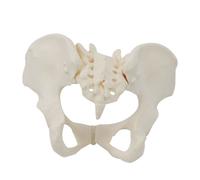1 PZ Modello Di Anatomia Del Bacino Femminile Per La Scienza