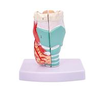 1 pz Modello di faringe Anatomia laringea Campione Gola Vasi sanguigni Ghiandola tiroidea Laringe Corde vocali Stampo struttura laringea