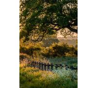 1: Ready to be filled with Memories and Thoughts, 6x9 150 Pages, 130 Lined and 20 Lined , for Notes and Photos