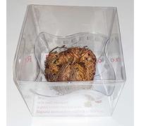1 Rosa di Jericho grande (6/9 cm) in confezione regalo - con piattino in pvc Selaginella lepidophylla Jerico Gerico Gericho - spedita in robusto cartone