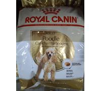 1 Royal Canin per Cane Poodle Adult (Barboncino) 1,5kg