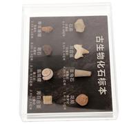 1 Scatola Campione Fossile per Didattica e Collezione | Uso Domestico o Stile Museale, Pronto da Regalare, Superficie Liscia senza Sbavature