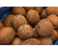 1 seed of coconut tree, coconut nucifera, coconut Seeds ONLY