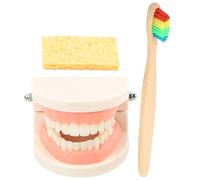1 set didattico per spazzolatura dei denti per insegnamento