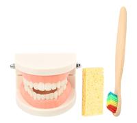 1 Set Standard Modello di insegnamento per lo spazzolino da denti Prop