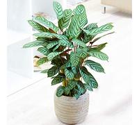 1 x Calathea Compact Star 30-40cm | Pianta della Preghiera per la Casa o l'Ufficio
