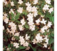 1 X JASMINUM 'OFFICINALE' PIANTE DA GIARDINO ARBUSTO DECIDUO COMUNE GELSOMINO IN VASO.