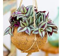 1 x Tradescantia Zebrina - Erba Miseria | Pianta Sempreverde da Interno da 15-25 cm