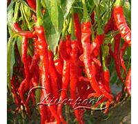 10-100 Fast Growing Edible Landscape Pepper Seeds: Eat Your Beautiful Backyard Cheap & Easy Backyard Garden 100 Red Chili Pepper Seeds:Seeds : Package Contains seeds