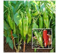 10-100 Fast Growing Edible Landscape Pepper Seeds: Eat Your Beautiful Backyard Cheap & Easy Backyard Garden 10 Big Jim Chile:Seeds : Package Contains seeds