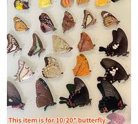 10/20Pezzi Veri Campioni Di Farfalle Papilio Random Arte Fai Da Te Regalo