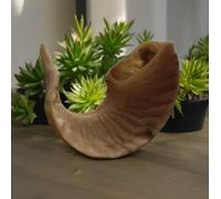 10"/25 cm SHOFAR Ram Blow Horn Israele Bibbia Jewish Chofar Sinagoga Chiesa...