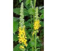 10 agrimonia eupatoria Semi (Common Agrimony) tisana, d'api alimentare
