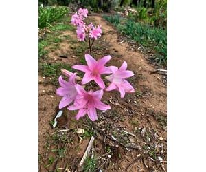 10 Bulbi 40€ Sp GradBella Donna Fiore Antichis Che Sboccia Da Set A Tutto Ottob