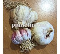 10 BULBI DI AGLIO ROSSO DI NUBIA PER LA SEMINA BULBI DI AGLIO 10 SPICCHI