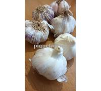 10 BULBI DI AGLIO VIOLA GERMIDOUR PER LA SEMINA BULBI DI AGLIO 10 SPICCHI