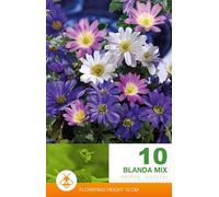 10 bulbi di anemone blanda in miscuglio | bulbi di anemoni in mix | bulbi autunnali | MY PLANTIS | spedito da Italia