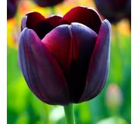 10 Bulbi di Tulipano (NERO) QUEEN OF NIGHT | 11/12 cm di circonferenza | Bulbi provenienti dai migliori produttori Olandesi | Esclusiva selezione e controllo qualità | Fioritura garantita.