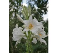 10 bulbi Giglio Di Sant'Antonio profumato 40€ calibro circonfer. 12 /14 cm