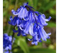 10 bulbo tradizionale campanula corm estate autunno giardino crescente primavera fiore