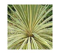 10: Cordyline Australis Torbay Dazzler at Seeds Various Quantities : Package Contains seeds