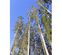 10 Eucalyptus Grandis Rose Gum Seeds: Package Contains Seeds