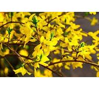 10 Forsythia-Pflanzensamen Seeds ONLY