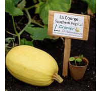 10 Graines à semer - Le Grenier d'Abondance - COURGE SPAGHETTI Vegetal - Cucurbita pepo