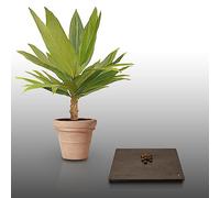 10 graines à semer - Le Grenier d'Abondance - GEONOMA INTERRUTTA - Beau petit palmier