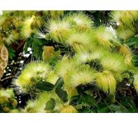 10 Graines Albizia lebbeck, Woman's Tongue Tree Seeds Seeds ONLY