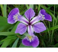 10 graines de CLAJEUX (Iris Versicolor) X117 BLUE FLAG SEEDS SAMEN SEMENTES