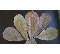 10 grammi per 1 € di foglie di mandorle marine diverse misure ★ determina la quantità totale attraverso il numero di pezzi nel carrello ★ Fogli di mandorle marine originali di marca A di SMJS-Cambodia +++++++++++++++++++++++++++++++++++++++++++++++++++++++++++++++++++++++++