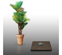 10 Grines à semer - Le Grenier d'Abondance - PalMIER A TRONC ROUGE - Cyrtostachys Renda