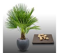 10 Grines à semer - Le Grenier d'Abondance - PALMIER NAIN - Chamaerops Humilis