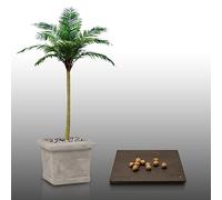 10 Grines à semer - Le Grenier d'Abondance - PALMIER ROYAL - Roystonea Regia