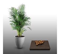 10 Grines à semer - Le Grenier d'Abondance - Palmiste MULTIPLIANT - Dypsis Lutescens